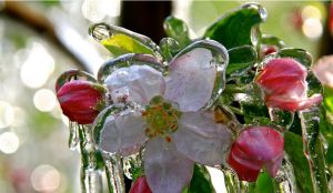 Der Eispanzer schützt die empfindlichen Blüten vor dem Nachtfrost